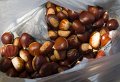 wild chesnuts